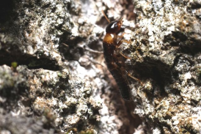 Staphylinidae da identificare